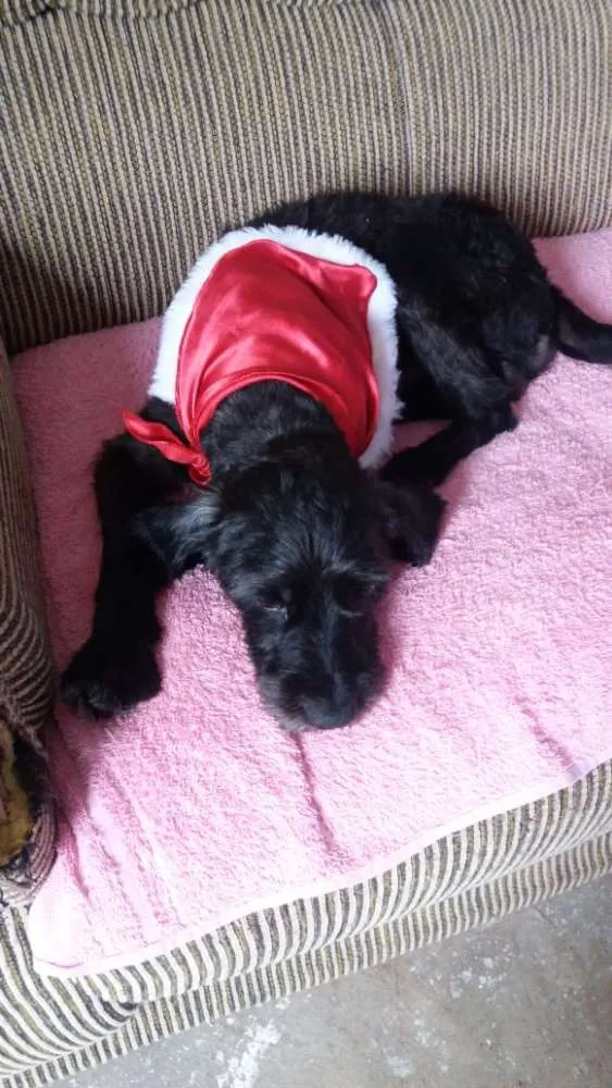 Cachorro ra a Poodle  idade  nome Jonas 