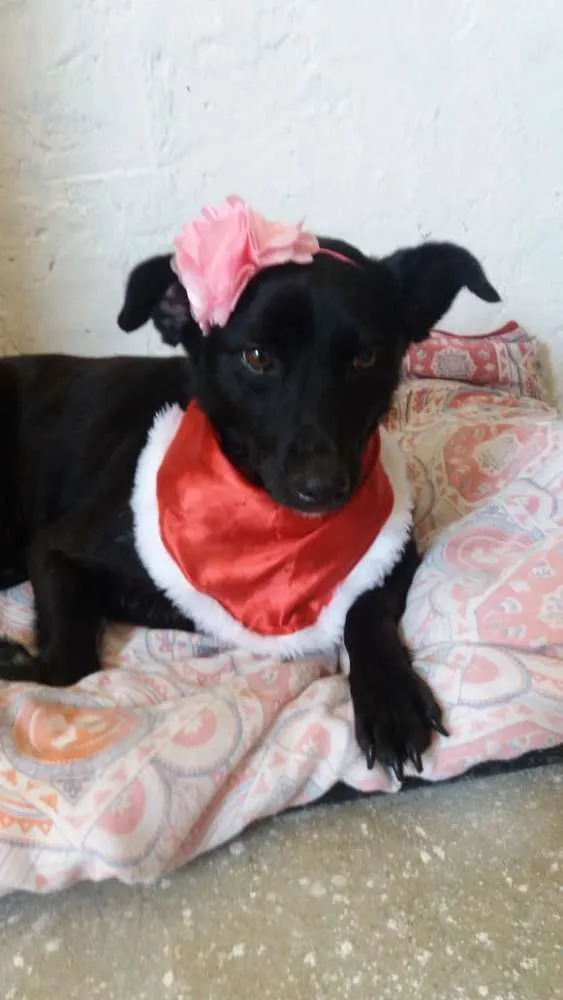 Cachorro ra a  idade 2 anos nome Tina 