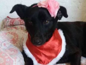Cachorro raça  idade 2 anos nome Tina 