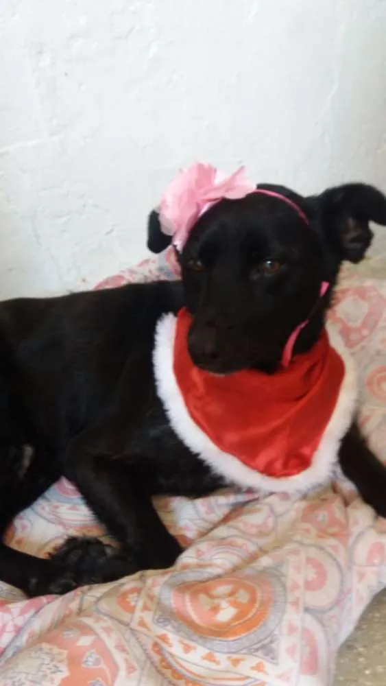 Cachorro ra a  idade 2 anos nome Tina 