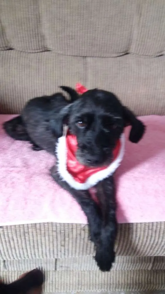 Cachorro ra a Poodle  idade  nome Jonas 