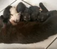 Gatos