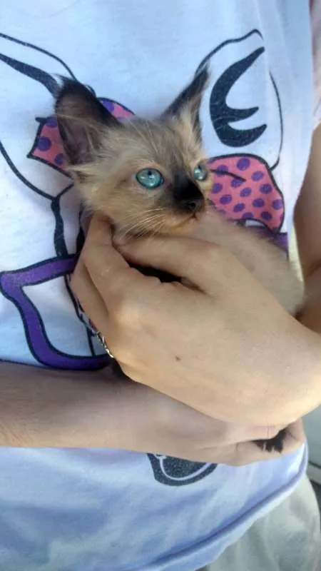 Gato ra a  idade 2 a 6 meses nome Gatos