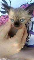 Gatos
