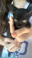 Gatos