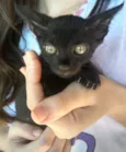 Gatos