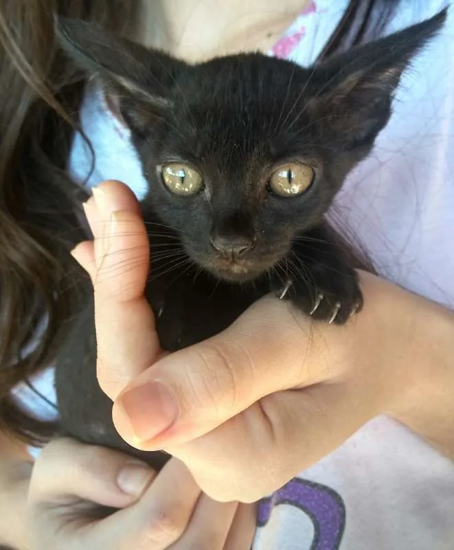 Gato ra a  idade 2 a 6 meses nome Gatos