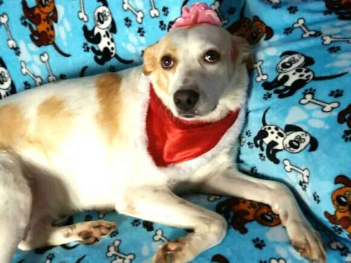 Cachorro ra a  idade 2 anos nome Tuca 