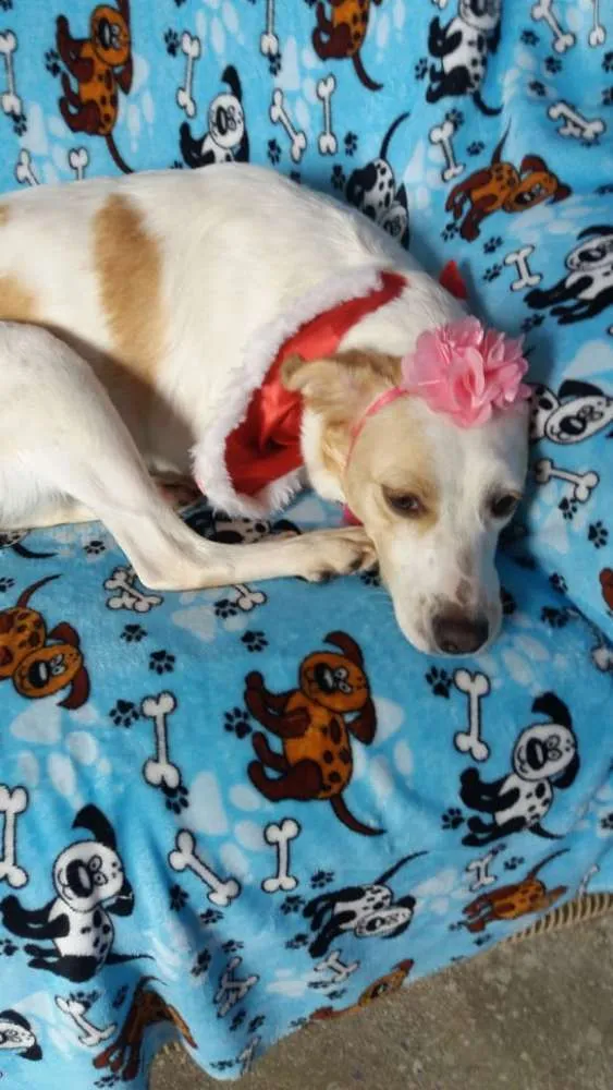 Cachorro ra a  idade 2 anos nome Tuca 