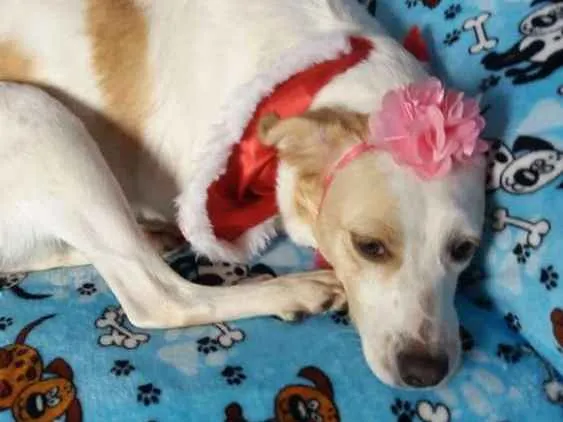 Cachorro ra a  idade 2 anos nome Tuca 