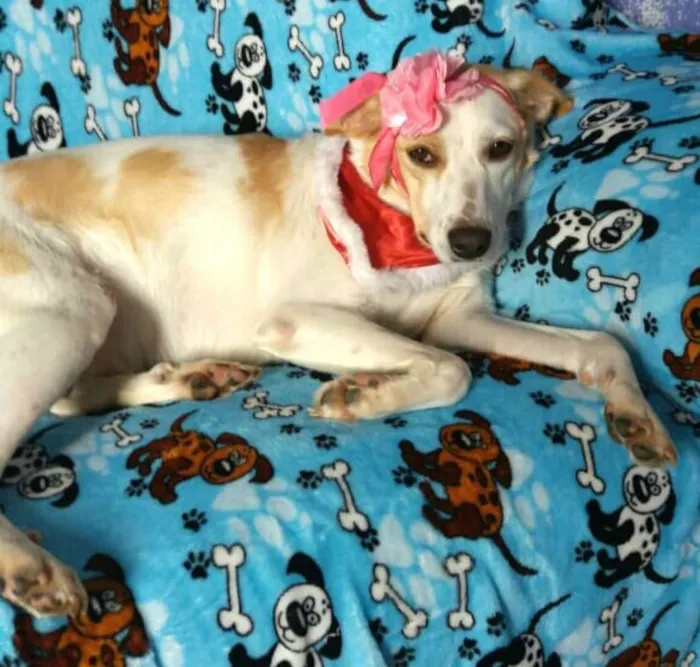 Cachorro ra a  idade 2 anos nome Tuca 