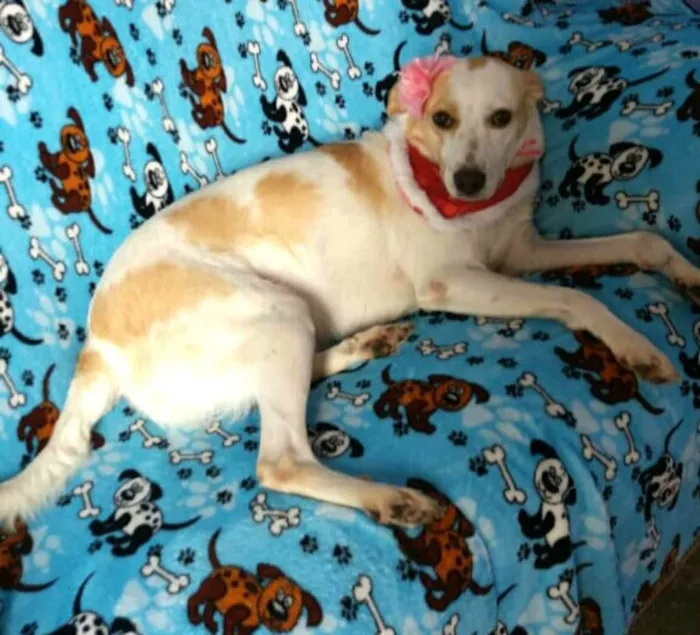 Cachorro ra a  idade 2 anos nome Tuca 