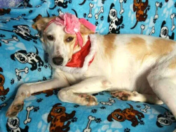 Cachorro ra a  idade 2 anos nome Tuca 