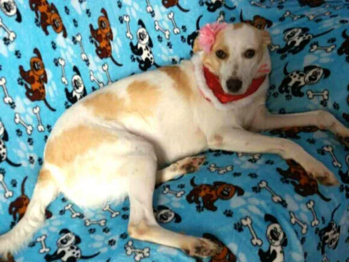 Cachorro ra a  idade 2 anos nome Tuca 