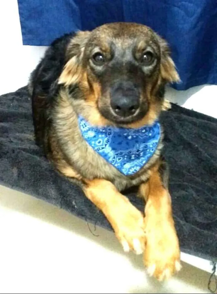 Cachorro ra a  idade 1 ano nome Mateus 