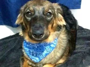 Cachorro raça  idade 1 ano nome Mateus 