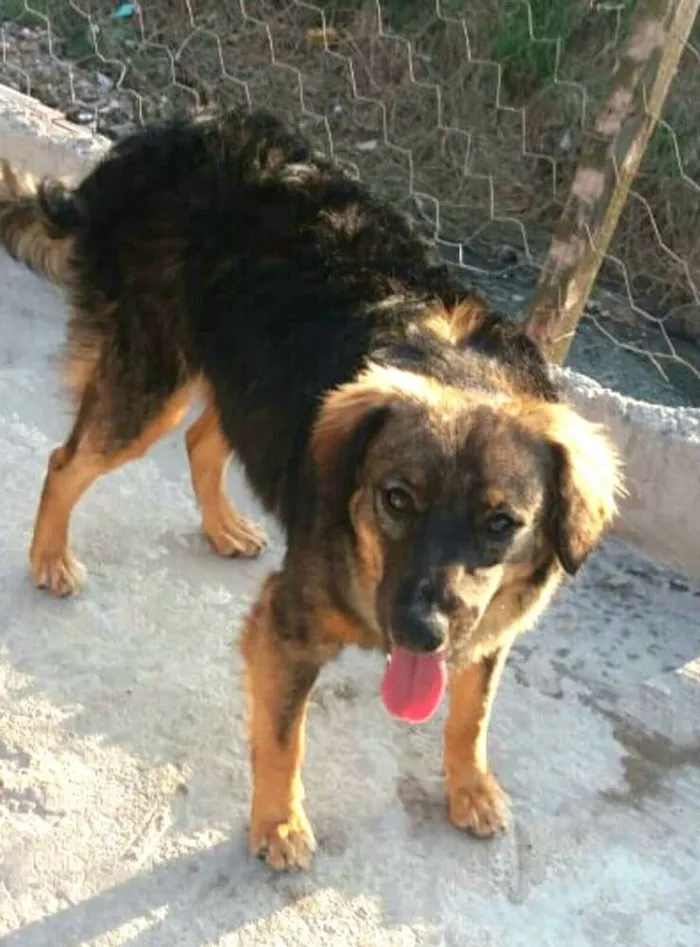 Cachorro ra a  idade 1 ano nome Mateus 