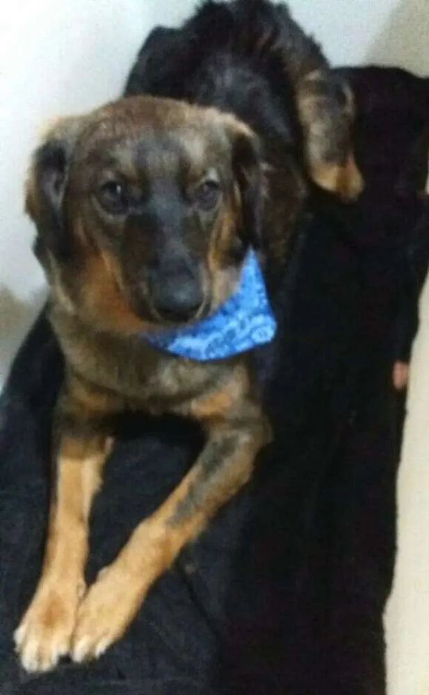 Cachorro ra a  idade 1 ano nome Mateus 
