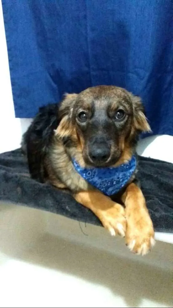 Cachorro ra a  idade 1 ano nome Mateus 