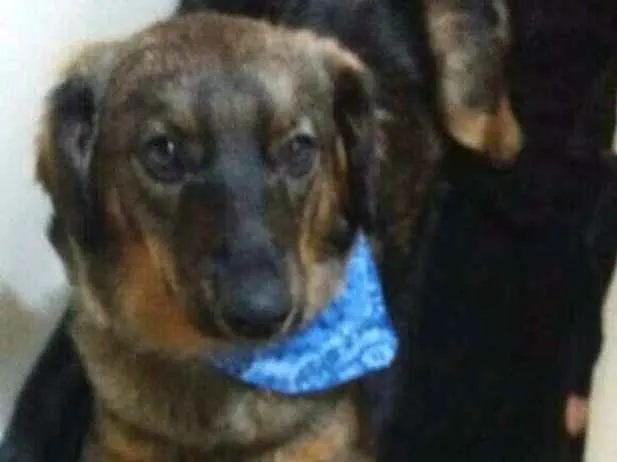 Cachorro ra a  idade 1 ano nome Mateus 