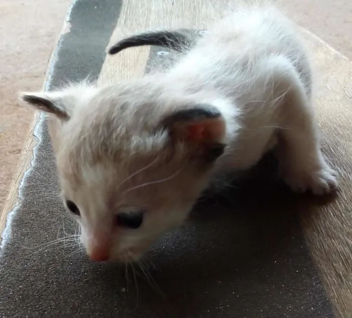 Gato ra a  idade Abaixo de 2 meses nome Sem nome