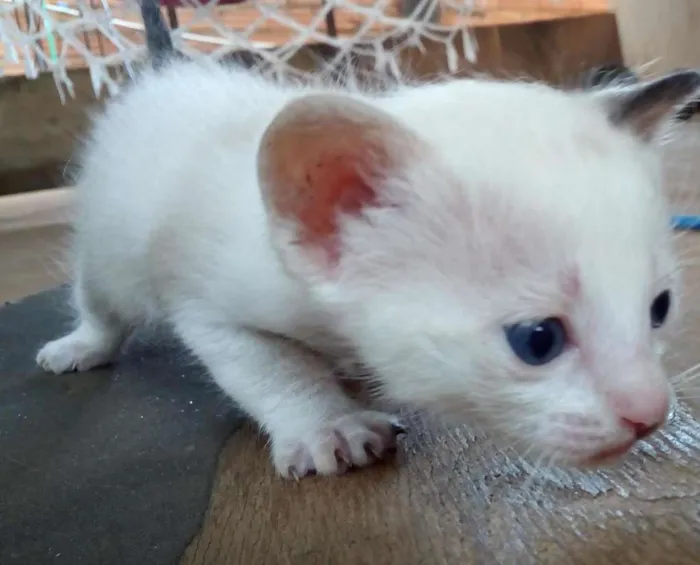 Gato ra a  idade Abaixo de 2 meses nome Sem nome