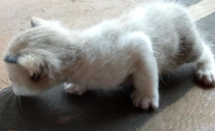 Gato ra a  idade Abaixo de 2 meses nome Sem nome