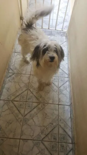 Cachorro raça Mistissa idade 3 anos nome Mel