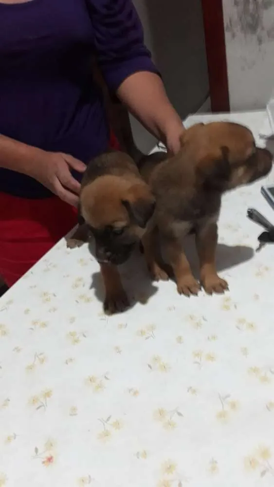 Cachorro ra a Fila com rotevale  idade Abaixo de 2 meses nome Ainda não tem nome f