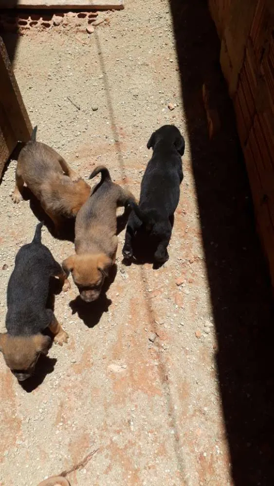 Cachorro ra a Fila com rotevale  idade Abaixo de 2 meses nome Ainda não tem nome f