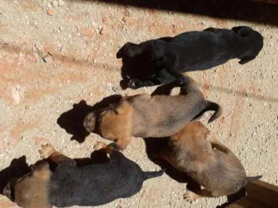 Cachorro ra a Fila com rotevale  idade Abaixo de 2 meses nome Ainda não tem nome f