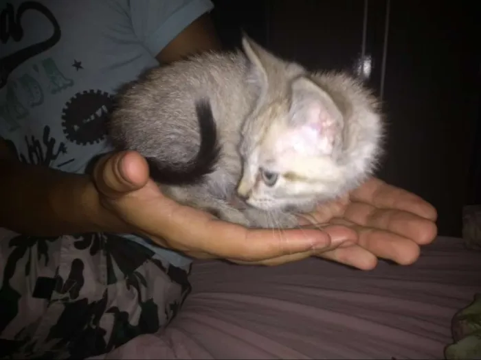Gato ra a Mestiço idade 2 a 6 meses nome Tokyo