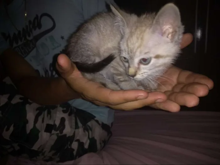 Gato ra a Mestiço idade 2 a 6 meses nome Tokyo