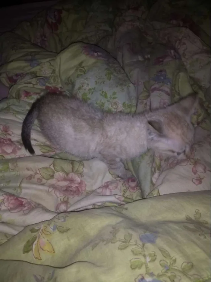 Gato ra a Mestiço idade 2 a 6 meses nome Tokyo