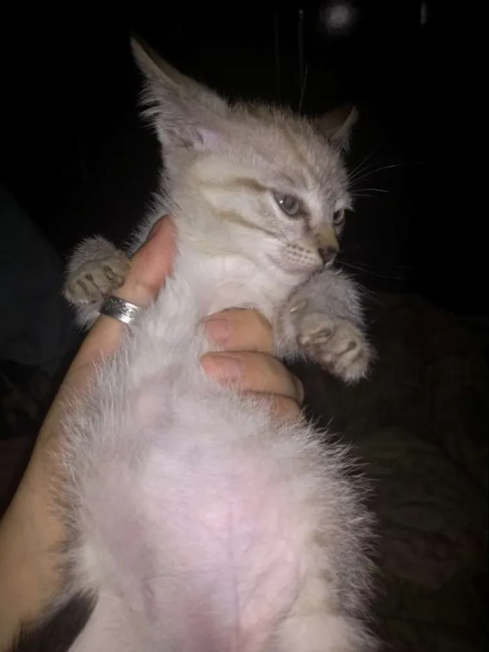 Gato ra a Mestiço idade 2 a 6 meses nome Tokyo