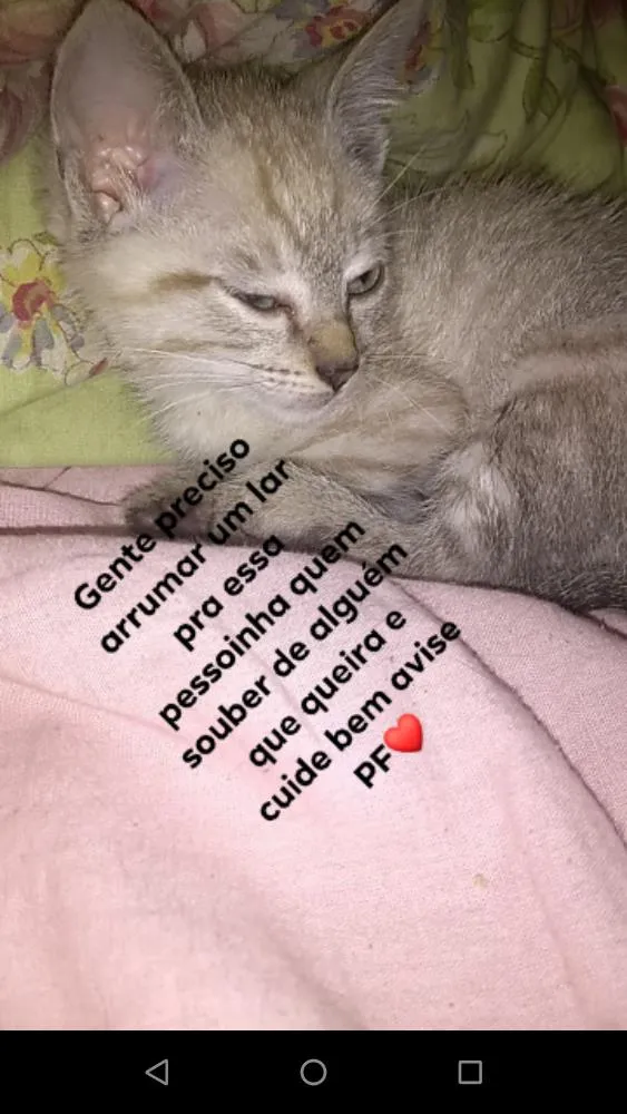 Gato ra a Mestiço idade 2 a 6 meses nome Tokyo