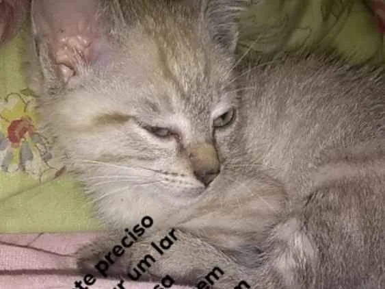 Gato ra a Mestiço idade 2 a 6 meses nome Tokyo