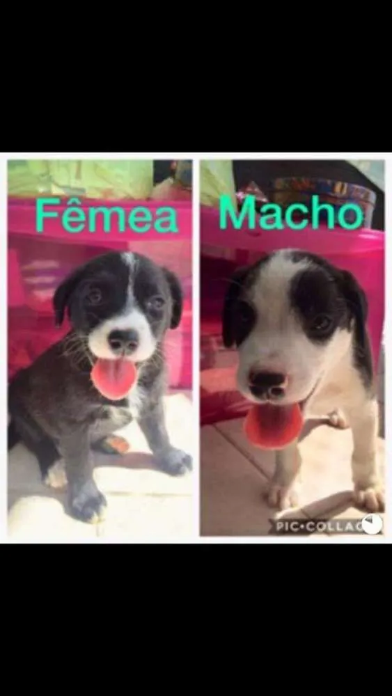 Cachorro ra a Sem raça definida.  idade 2 a 6 meses nome Luz
