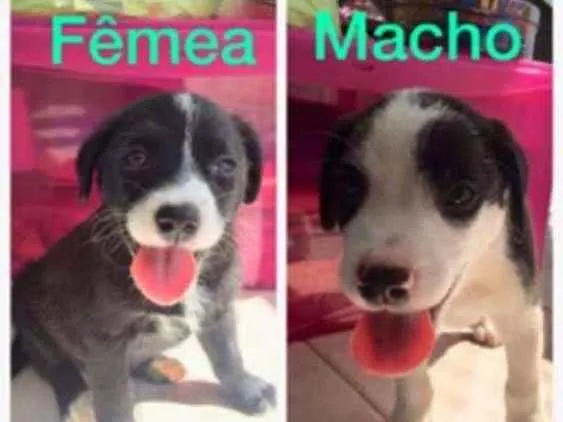 Cachorro ra a Sem raça definida.  idade 2 a 6 meses nome Luz