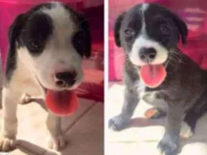 Cachorro raça Sem raça definida  idade 2 a 6 meses nome Luke