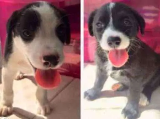 Cachorro ra a Sem raça definida  idade 2 a 6 meses nome Luke