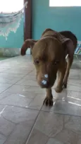 Caramelo