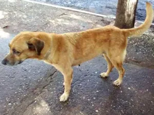 Cachorro raça nao sei  idade 5 anos nome mel