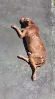 Caramelo