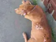 Caramelo