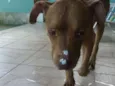 Caramelo