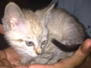 Gato raça Mestiço idade 2 a 6 meses nome Tokyo