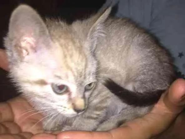 Gato ra a Mestiço idade 2 a 6 meses nome Tokyo
