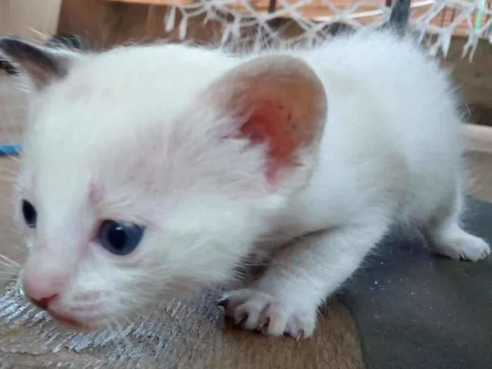 Gato ra a  idade Abaixo de 2 meses nome Sem nome