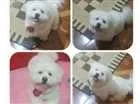 Cachorro raça Lhasa apso idade 5 anos nome Lobinho